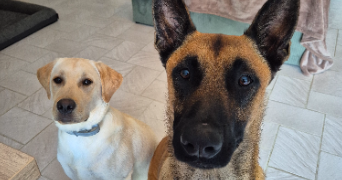 charlotte pet sitter à Beauvain 61600_4