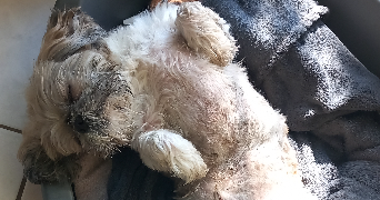 maeva pet sitter à Moirans 38430_9