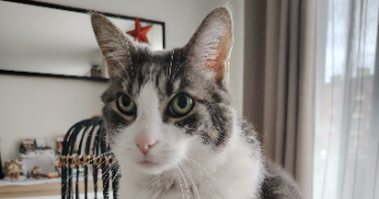 elsa pet sitter à LE HAVRE 76600_3