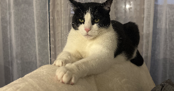 katia pet sitter à REIGNIER ESERY 74930_1