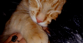 ramla pet sitter à Orléans 45000_0