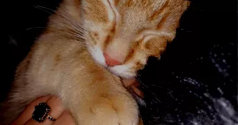 ramla pet sitter à Orléans 45000