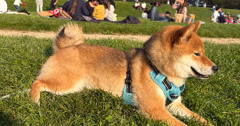 emmy dog sitter à ISSY LES MOULINEAUX 92130_11