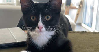 orria pet sitter à ANGLET 64600_1
