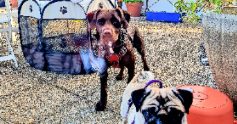 marine pet sitter à PARIS 20 75020_5