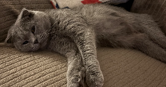 inès pet sitter à Frejus 83370_12