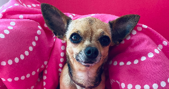 aurélia pet sitter à MORAINVILLIERS 78630_0