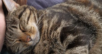 pauline pet sitter à CERIZAY 79140_3