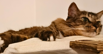 gabrielle pet sitter à Bougunais 44340_5