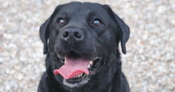 marlene pet sitter à AUNEAU BLEURY ST SYMPHORIEN 28700_88