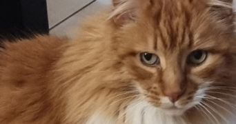 laure pet sitter à NORT SUR ERDRE 44390_2