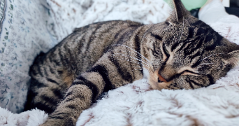 emilie pet sitter à Beauvais 60000_6