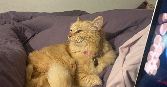 rania cat sitter à MERIGNAC 33700_1