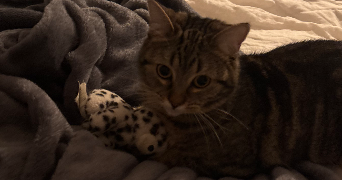 axelle pet sitter à FONTENAY SOUS BOIS 94120_1