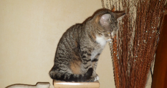 marlène pet sitter à ANSE 69480_0