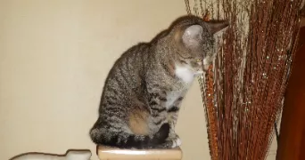 marlène pet sitter à ANSE 69480
