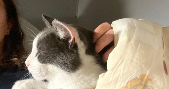 emilie cat sitter à CHASSENEUIL DU POITOU 86360_1