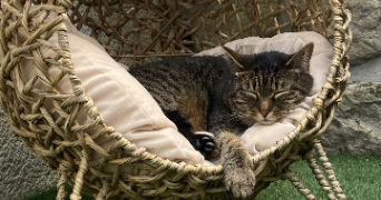 marie pet sitter à ST OUEN L AUMONE 95310_1