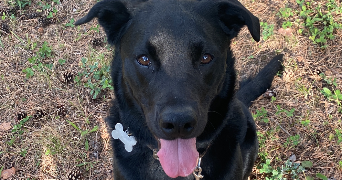 laura pet sitter à Sainte-Foy-lès-Lyon 69110_3
