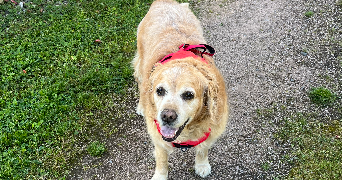 romane pet sitter à STRASBOURG 67000_2