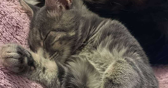 virginie pet sitter à BRIGNOLES 83170_8