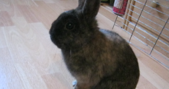 andréa pet sitter à SAUMUR 49400_6