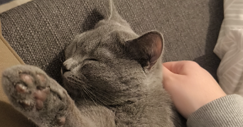 angélique pet sitter à HOENHEIM 67800_1