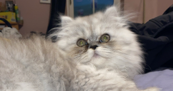 mathilda pet sitter à BEDEILLE 64460_6