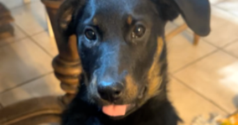 laure pet sitter à BUCY LE ROI 45410_5