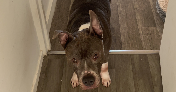 marina pet sitter à NEUILLY SUR MARNE 93330_6