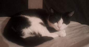 marjorie pet sitter à LYON 08 69008_2