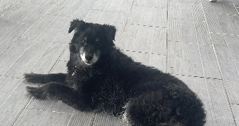 camille pet sitter à BLANQUEFORT 33290_6