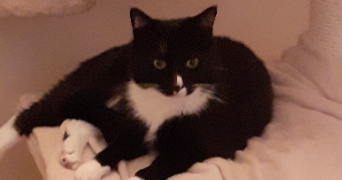 sophie pet sitter à TRAPPES 78190_1