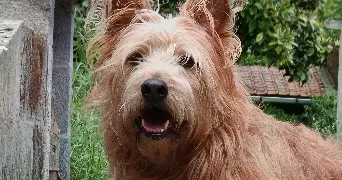 anaïs pet sitter à RONCHIN 59790