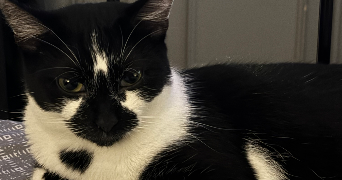 madison pet sitter à ST ETIENNE 42000_3
