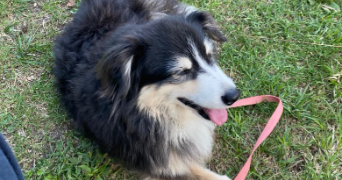 isabelle pet sitter à AIGUILLON 47190_6
