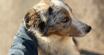 léa pet sitter à CHATEL GUYON 63140_3