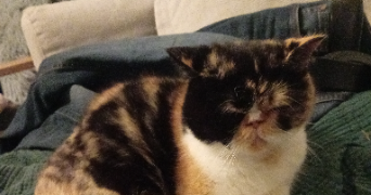 gaëlle pet sitter à RUEIL MALMAISON 92500_1