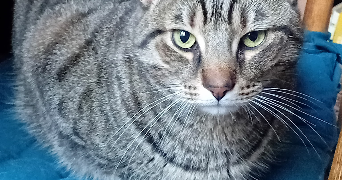 segolene cat sitter à PARIS 13 75013_9