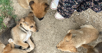 tristan pet sitter à pessac 33600_2
