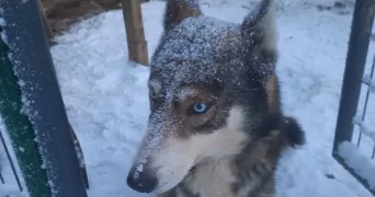 arnaud pet sitter à MONTREVAULT SUR EVRE 49110