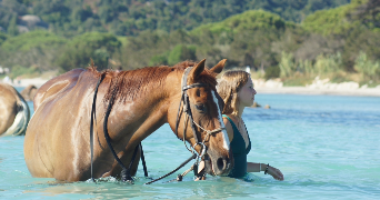 emma pet sitter à AMIENS 80000_7
