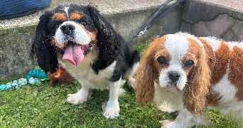 charlyne pet sitter à MONTVILLE 76710_9