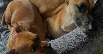 emma pet sitter à LES HAUTS TALICAN 60390_2