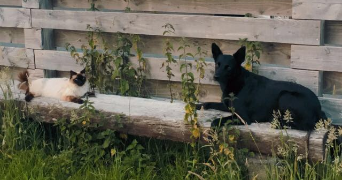 Maeline pet sitter à DIRINON 29460_1
