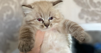 liana pet sitter à castanet-Tolosan 31320_1