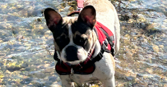 cédric pet sitter à BOLLENE 84500_2
