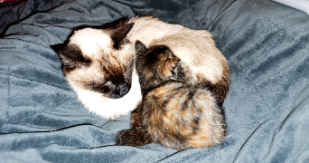 valerie pet sitter à AUZEVILLE TOLOSANE 31320_2
