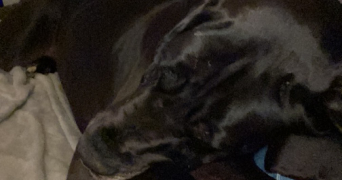 Eva pet sitter à Nancy 54000_8