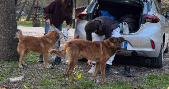 erwan pet sitter à MONTLOUIS SUR LOIRE 37270_2